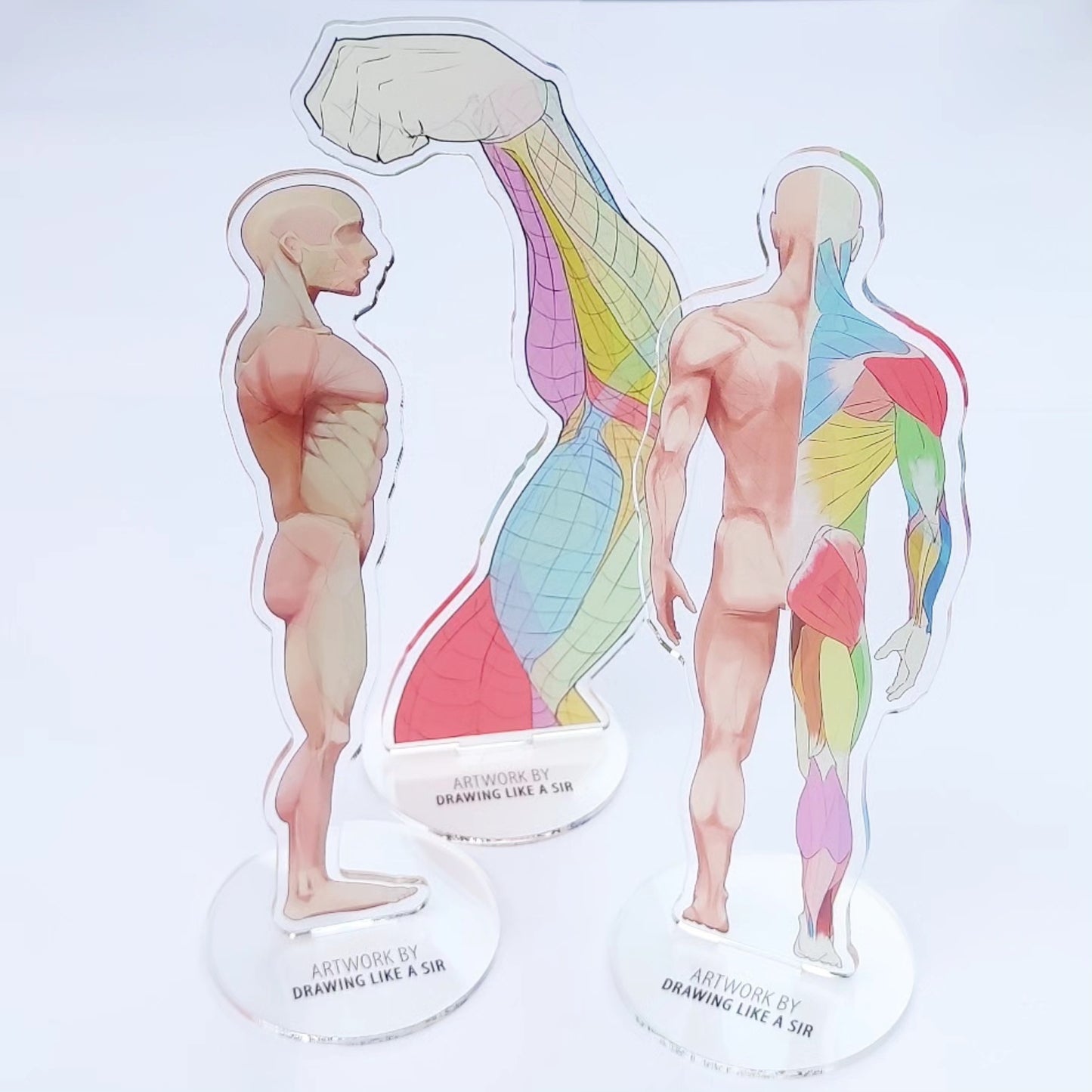 Anatomie Standee - Acryl-Aufsteller - Körperfront und -rückseite von Drawing like a sir