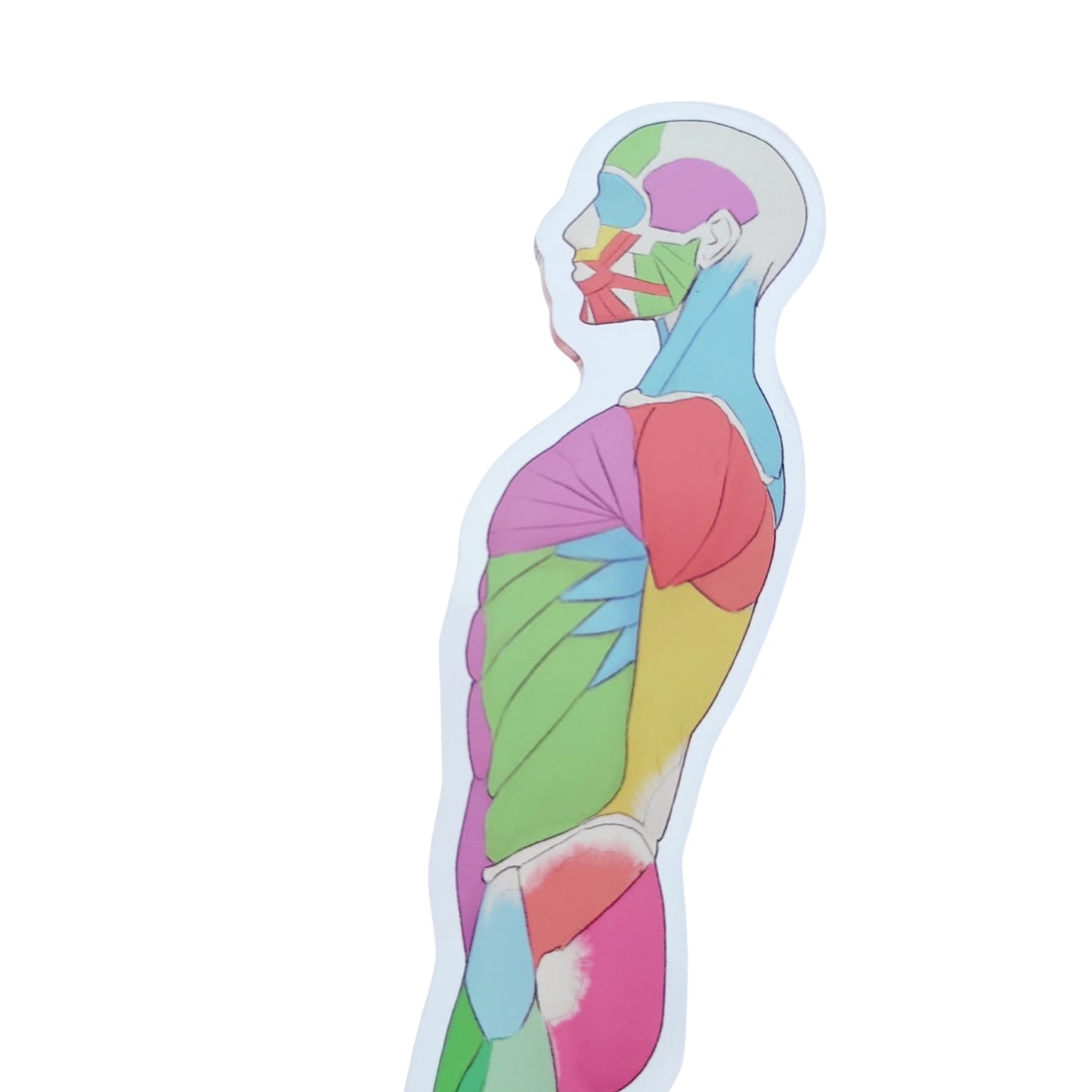 Anatomie Standee - Acryl-Aufsteller - Körperseite von Drawing like a sir