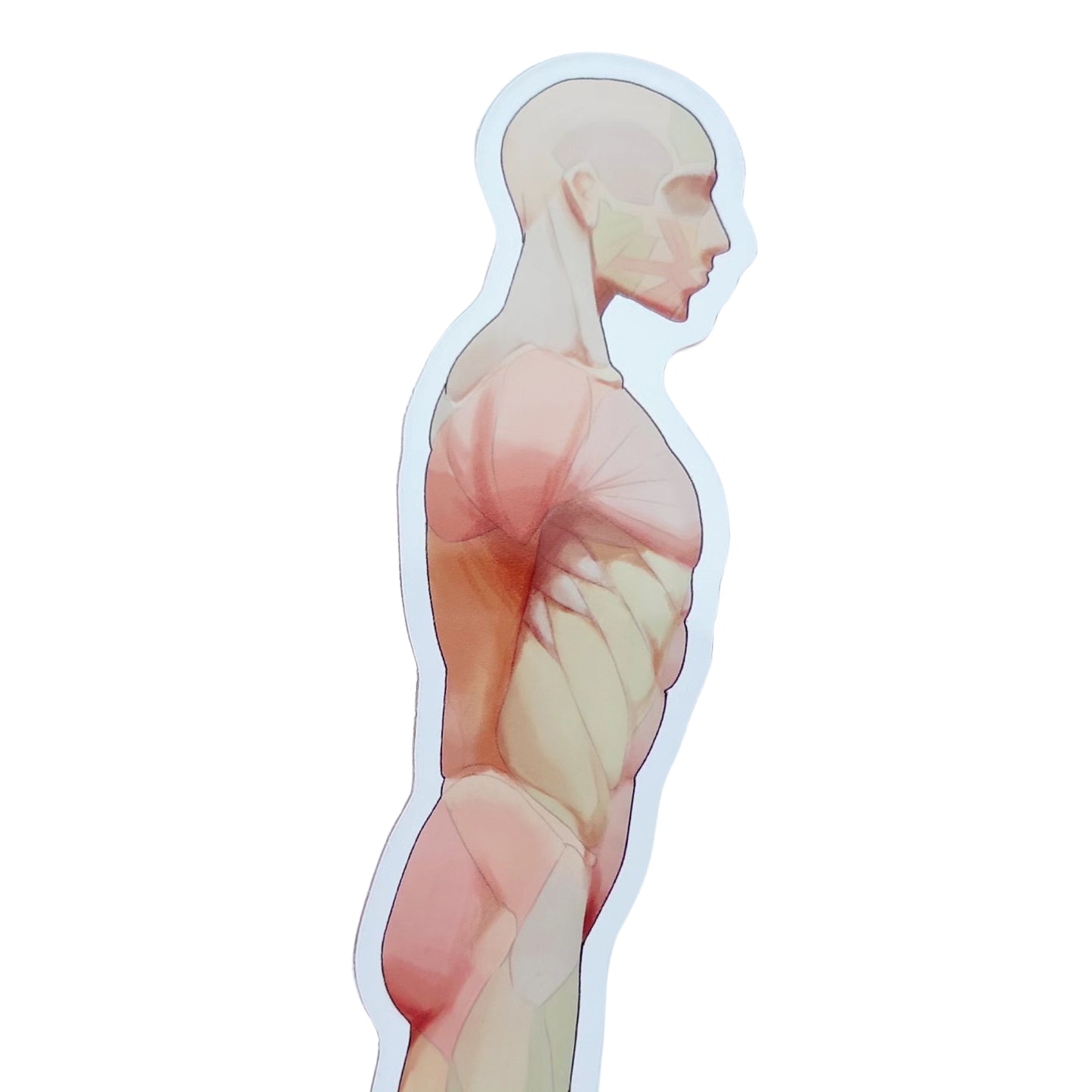 Anatomie Standee - Acryl-Aufsteller - Körperseite von Drawing like a sir