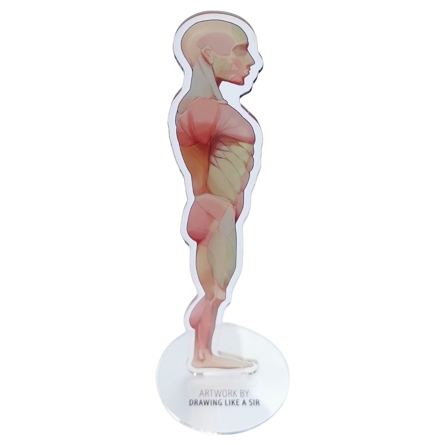 Anatomie Standee - Acryl-Aufsteller - Körperseite von Drawing like a sir
