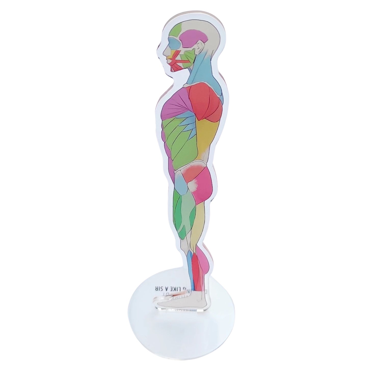 Anatomie Standee - Acryl-Aufsteller - Körperseite von Drawing like a sir