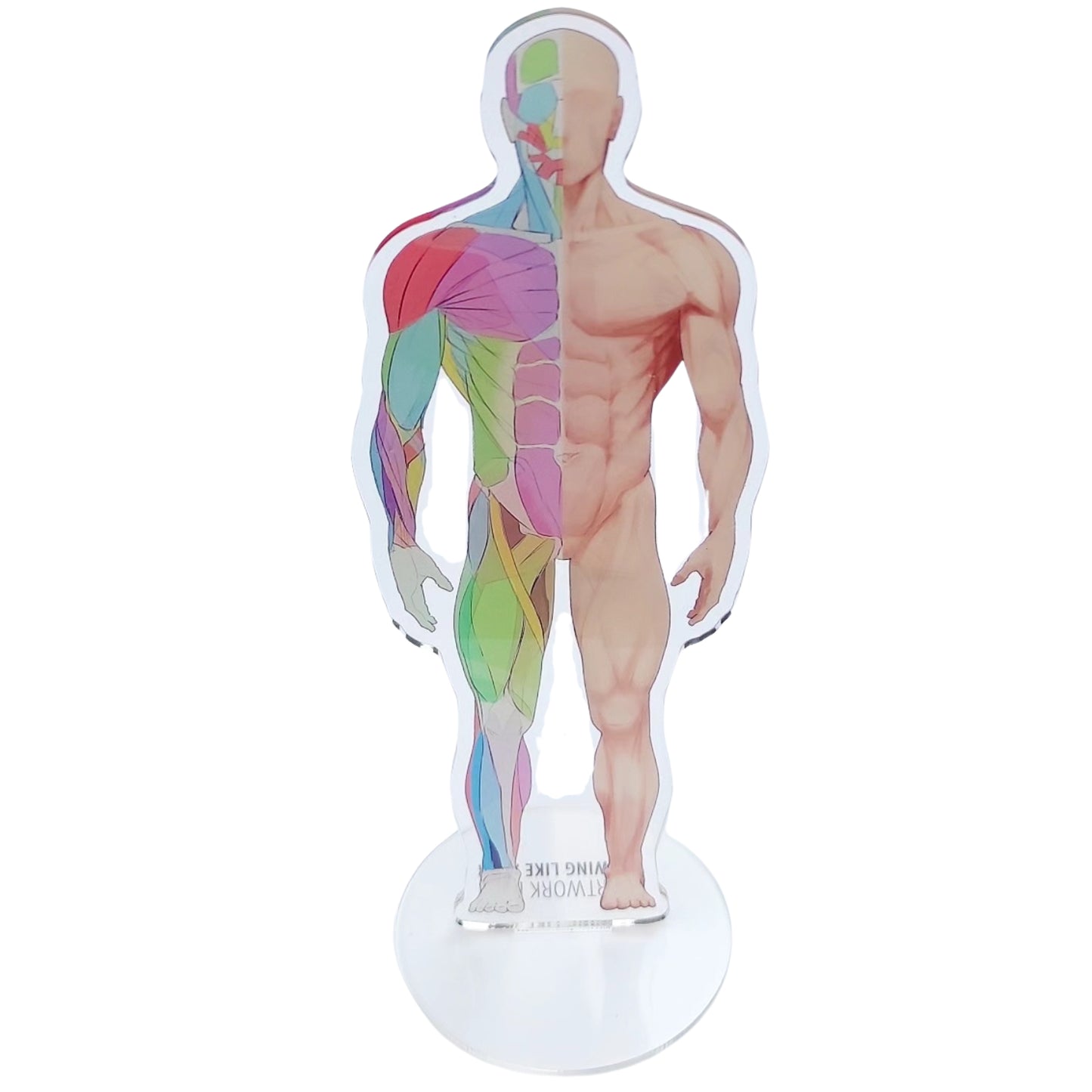 Anatomie Standee - Acryl-Aufsteller - Körperfront und -rückseite von Drawing like a sir