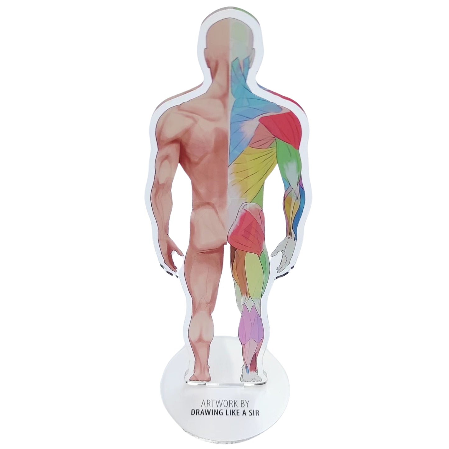 Anatomie Standee - Acryl-Aufsteller - Körperfront und -rückseite von Drawing like a sir