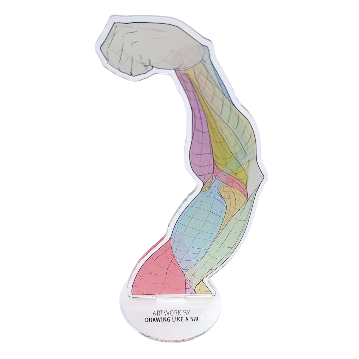 Anatomie Standee - Acryl-Aufsteller - Arm von Drawing like a sir